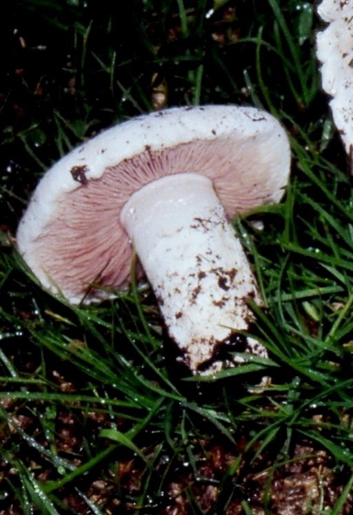 Agaricus gennadii?